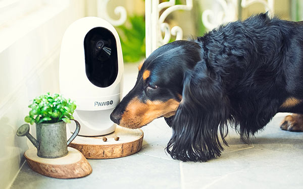 Moving Pet Camera